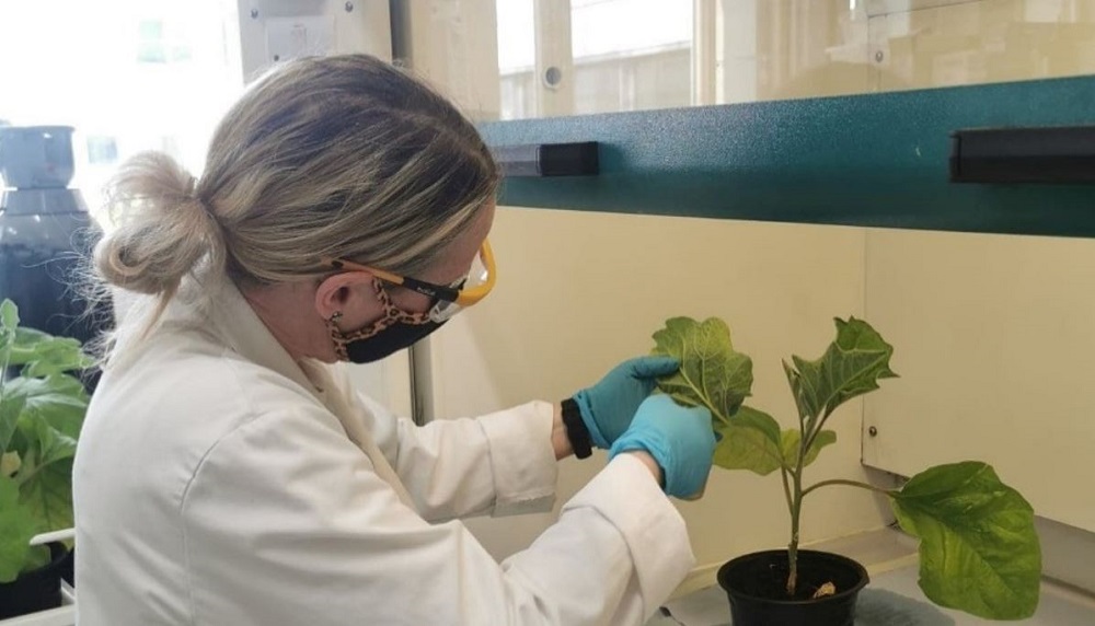 Applying biopesticides to an aubergine plant in the laboratory